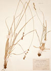 Carex divulsa Gooden