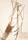 Carex acuta L.