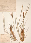 Carex vulgaris Fr.