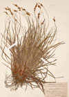 Carex pilulifera L.