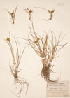 Carex oederi Ehrh.