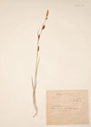 Carex  mairii Coss. & Germ.