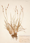 Carex hornschuchiana Hopp.