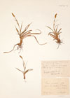 Carex punctata Gaudin ?