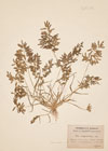 Eragrostis megastachia Link