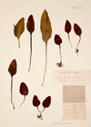 Ophioglossum vulgatum L