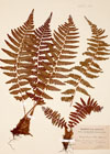 Polystichum filix-mas Roth.