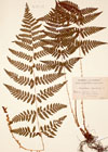 Polystichum spinulosum DC.