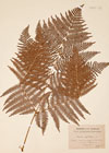 Pteris aquilina L.