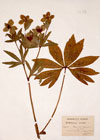 Helleborus viridis L. ; Helleborus pallidus Host. ; Helleborus occidentalis Reut. ; Helleborus dumetorum Waldst. & Kit.