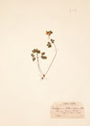 Isopyrum biternatum Torr. & A.Gray