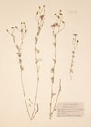 Delphinium loscosii Costa ; Delphinium pubescens DC.