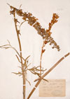 Delphinium fissum Waldst. & Kit.