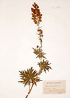 Aconitum lycoctonum L. ; Aconitum vulparia Rchb. ; Aconitum moldavicum Hacq. ; Aconitum pyrenaicum Lam.