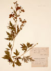 Aconitum paniculatum Lam. ; Aconitum variegatum L. ; Aconitum hebegynum DC. ; Aconitum cammarum Jacq.