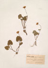Ficaria nudicaulis Kerner ; Ficaria verna Huds. ; Ficaria grandiflora Robert ; Ficaria calthaefolia  ; Ficaria ambigua Boreau