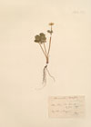 Ranunculus rutaefolium Lam.
