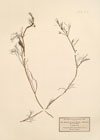 Ranunculus bachi Wirtgen