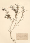 Ranunculus carinatus (Schur.) Freyn.