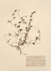 Ranunculus divaricatus [non] Schrank.
