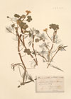 Ranunculus peltatus Schrank. ; Ranunculus rhipiphyllus Bastard ex Boreau