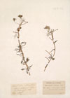 Ranunculus radians Revel.