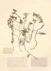 Ranunculus godronii Gren.