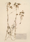 Ranunculus ololeucos J.Lloyd