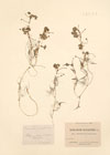 Ranunculus tripartitus DC. ; Ranunculus lutarius Revel.