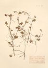 Ranunculus lenormandii F.W.Schultz. ; Ranunculus coenosus Guss. ; 