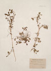Ranunculus hederaceus L.