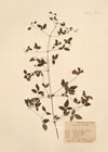 Clematis viticella L.