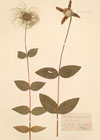 Clematis integrifolia L.