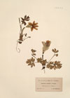 Anemone vernalis L. ; Anemone sulfurea L. [Sweet]