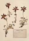 Anemone montana Hoppe ; Pulsatilla montana (Hoppe) Rchb.