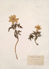 Anemone alpina L. ; Anemone millefoliata Bertol. ; Pulsatilla apiifolia Rchb.