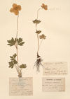 Anemone sylvestris L.