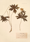 Anemone pennsylvanica L.
