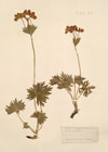Anemone narcissifolia L..