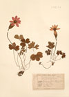 Anemone versicolor Jord. ; Anemone hortensis L.