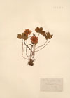 Anemone x fulgens J.Gay ; Anemone hortensis L. var. fulgens 