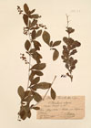 Berberis vulgaris L.