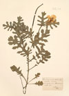 Glaucium corniculatum Curt.
