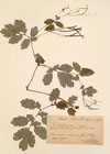 Chelidonium majus L. ; Chelidonium quercifolium Will. ; 