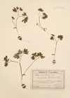 Corydalis fabacea (Retz) Pers.