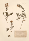 Corydalis australis Hausm. ; Corydalis solida Sm.