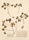 Corydalis pumila Rchb.
