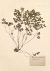 Corydalis lutea L.