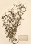 Corydalis claviculata DC.