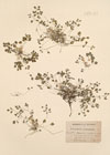 Corydalis enneaphylla DC.